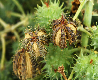 Close-up of prickly seed pods on a green plant, featuring a mix of dried brown and green colors, with some pods partially open and revealing seeds inside.