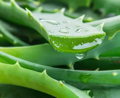 Close-up of a sharp, green aloe vera leaf with water droplets on its surface, resting on a bed of other aloe leaves.