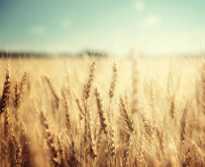 A close-up view of golden wheat stalks swaying in a field under a bright blue sky, with a blurred background for a dreamy effect.