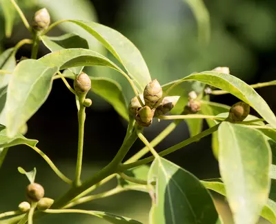A close-up view of green leaves with small, budding flower buds on a plant branch.